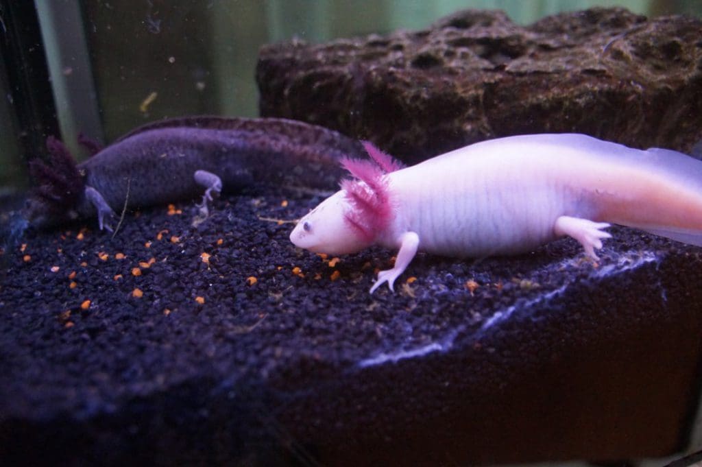 Neues aus dem Axolotl-Becken — Städtisches Albert-Schweitzer-Gymnasium