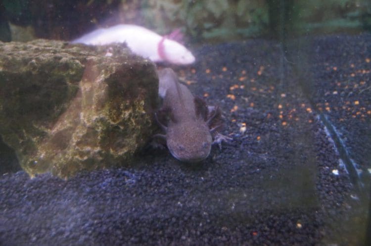 Neues aus dem Axolotl-Becken — Städtisches Albert-Schweitzer-Gymnasium